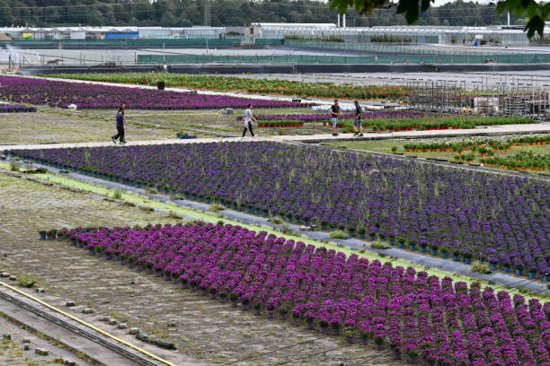 A greenhouse full of colorful flowers.