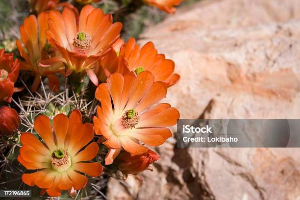 Igel Blüten Stockfoto und mehr Bilder von Wüste - Wüste, Arizona, Blume