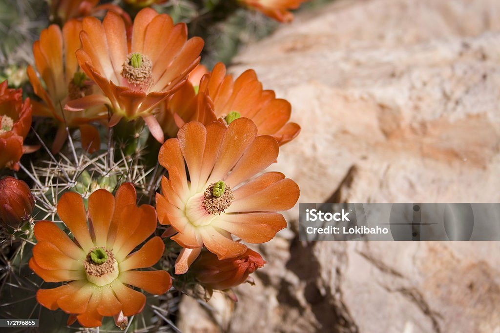 Riccio fiori - Foto stock royalty-free di Deserto