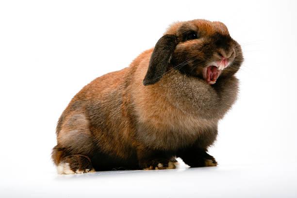 Angry Rabbit Stock Photo - Download Image Now - Rabbit - Animal,  Displeased, Spooky - iStock