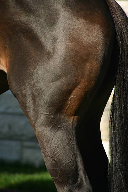 Close up horse muscles stock photo