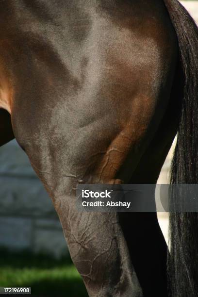 Foto de Closeup De Cavalo Músculos e mais fotos de stock de Cavalo - Família do cavalo - Cavalo - Família do cavalo, Musculoso, Animal