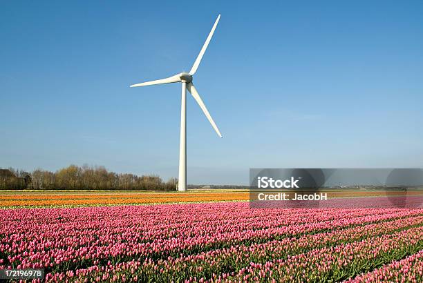 Photo libre de droit de Éolienne banque d'images et plus d'images libres de droit de Agriculture - Agriculture, Capitule, Champ