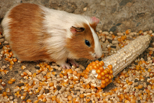 Guinea pig eating corn
