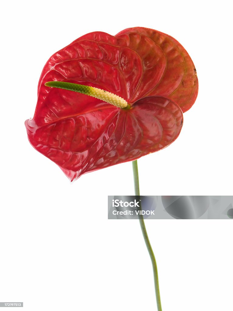 anthurium Red anthurium on a white background Anthurium Stock Photo