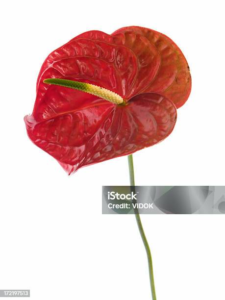 Anthurium Stock Photo - Download Image Now - Anthurium, Arum Lily, Calla Lily