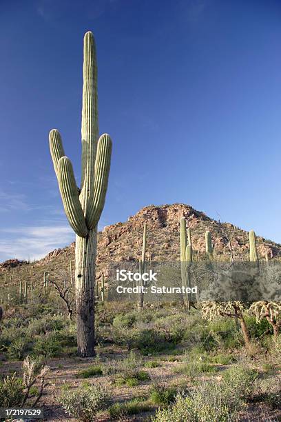 Cato De Carnegia Gigantea - Fotografias de stock e mais imagens de Ao Ar Livre - Ao Ar Livre, Arbusto, Arizona