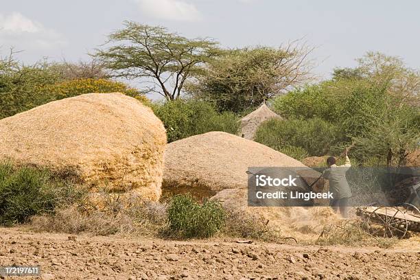 African Man Loading A Wagon Ethiopia Stock Photo - Download Image Now - Adult, Africa, African Culture