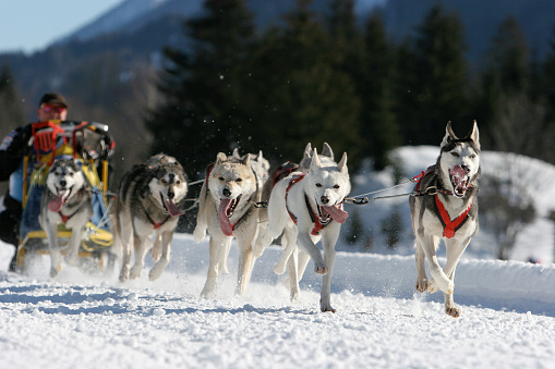 Moment caught on photos - dog sled world cup in Slovenia