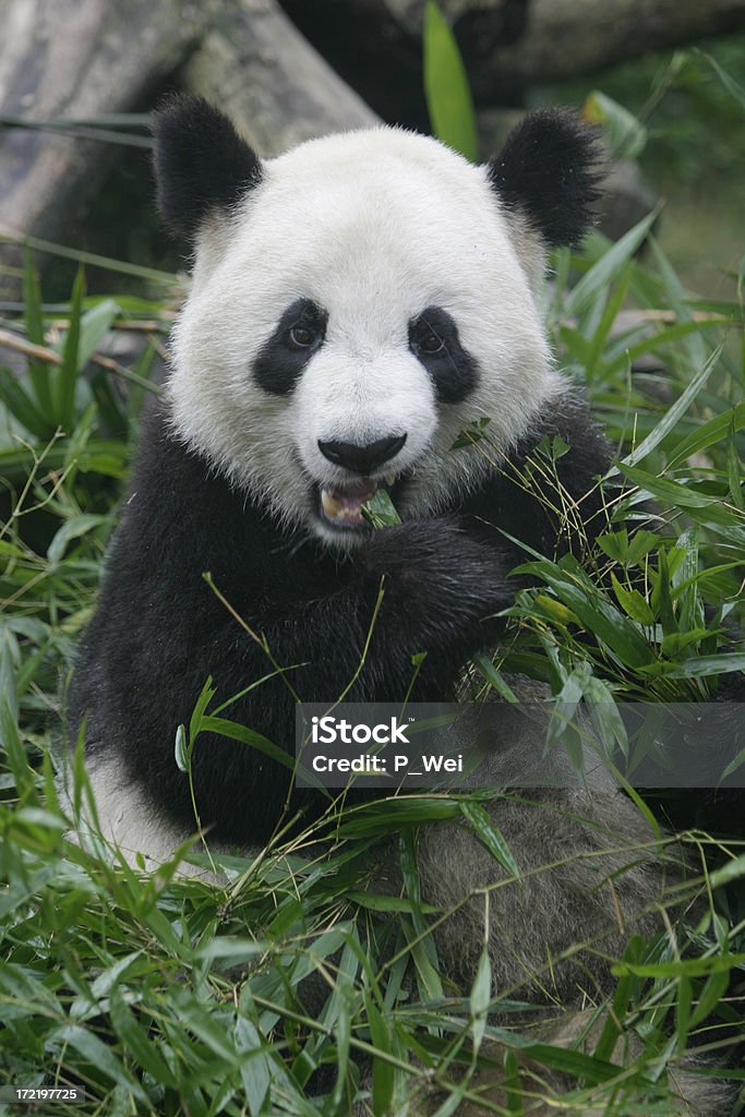 Panda gigante - Foto de stock de Animal libre de derechos