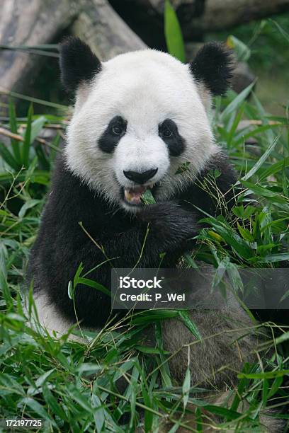 Panda Wielka - zdjęcia stockowe i więcej obrazów Bambus - Tworzywo - Bambus - Tworzywo, Bambus - Wiechlinowate, Chengdu
