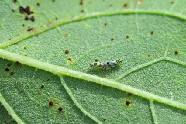 Eupteryx atropunctata Leafhoppers (adult insekcts in copula) on a sunflower leaf.