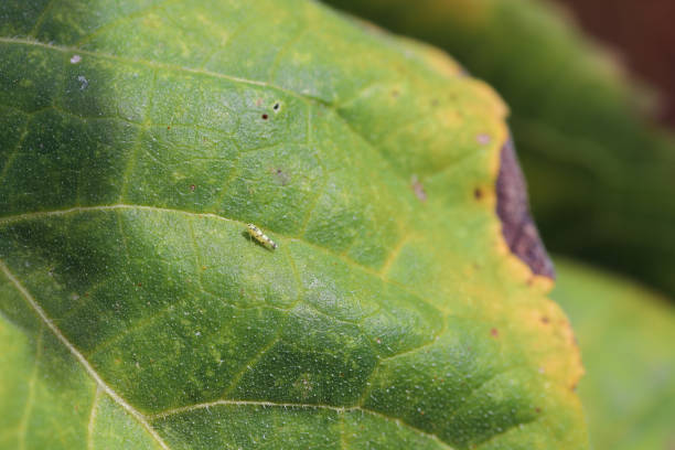 istock Eupteryx atropunctata Leafhopper (adult insekct) on a sunflower leaf. 1721977299