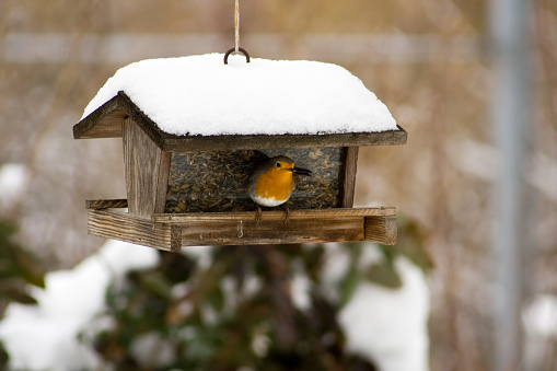Little Robin sitting at the birds feeder.