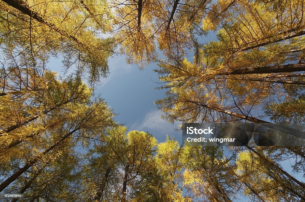 Österreichische Lärchen - Lizenzfrei Ast - Pflanzenbestandteil Stock-Foto