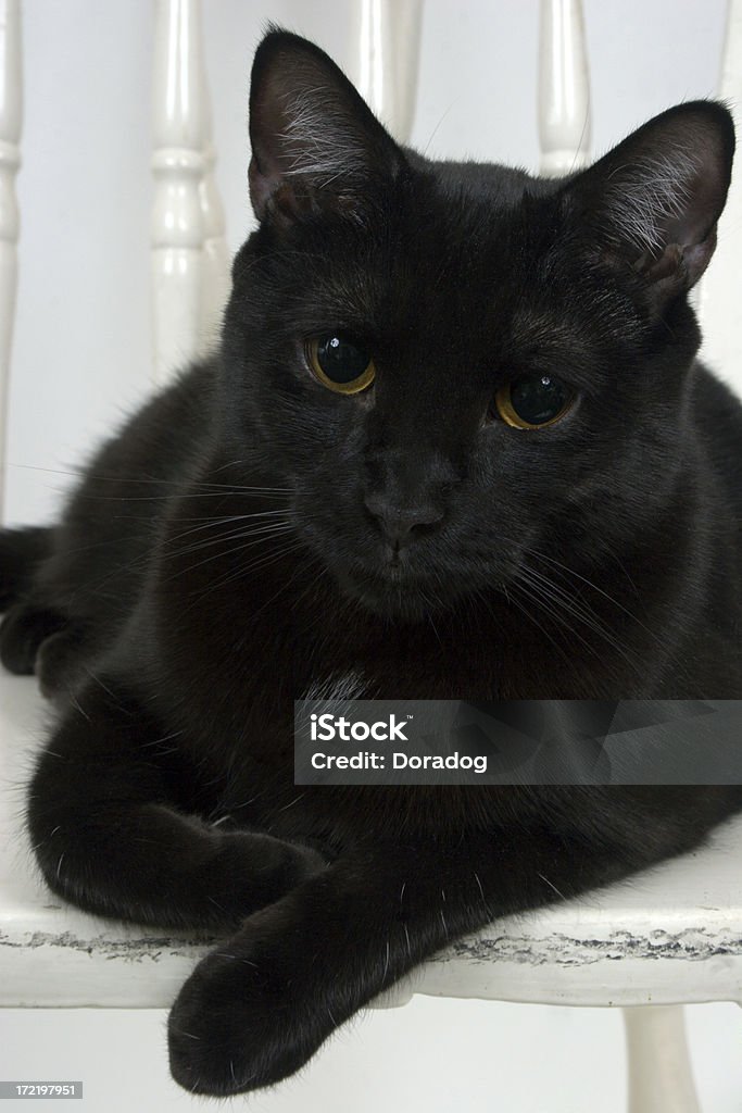 Gato preto, sentado em uma cadeira branca - Foto de stock de Amizade royalty-free