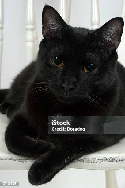 Foto de Gato Preto Sentado Em Uma Cadeira Branca e mais fotos de stock de Amizade - Amizade, Animal, Animal de estimação