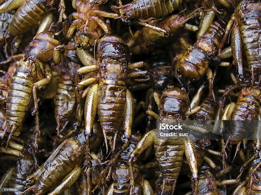 Gebratener Grasshoppers - Lizenzfrei Zikade Stock-Foto