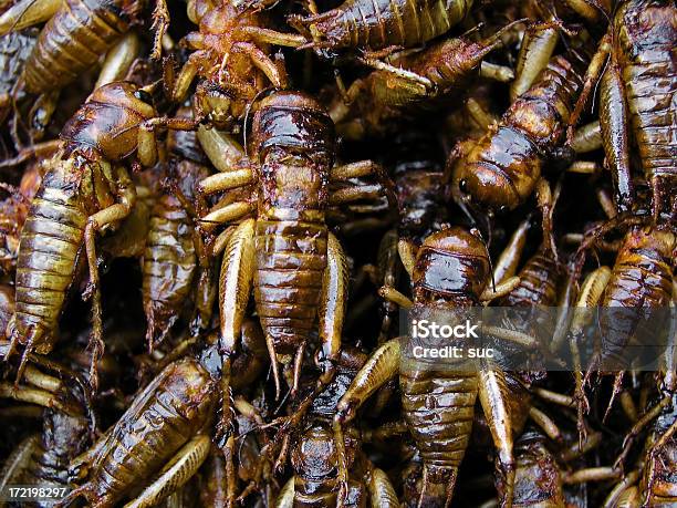 Gebratener Grasshoppers Stockfoto und mehr Bilder von Zikade - Zikade, Asiatische Kultur, Asien