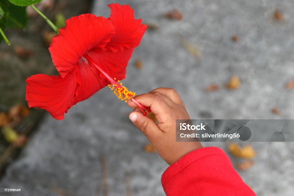 Crianças de mão e flores - Foto de stock de 12-17 meses royalty-free