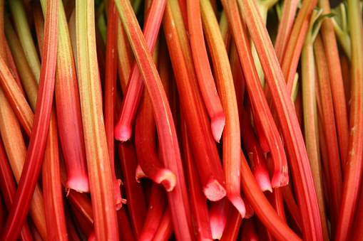 An extensive array of ripe red rhubarb stalks