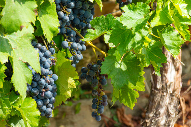 istock Mencia grape vines in Spain 1721989151