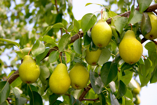 A pear tree branch with ripe fruits on it.