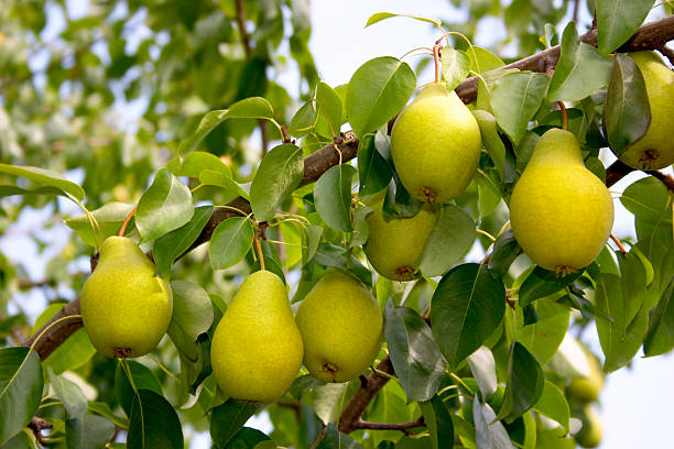 Fresh pears growing on a tree branch A pear tree branch with ripe fruits on it. pear tree photos stock pictures, royalty-free photos & images