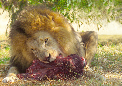 A male lion eats a wildebeest carcas.