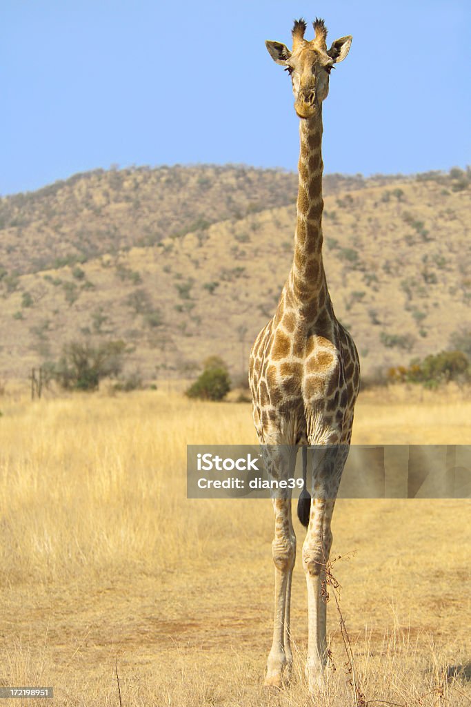 Giraffa - Foto stock royalty-free di Africa