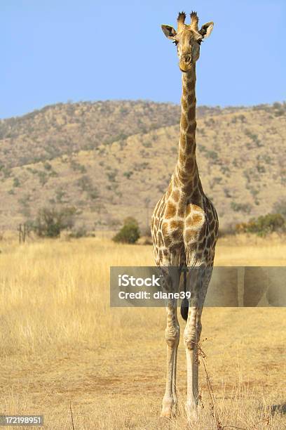 Giraffa - Fotografie stock e altre immagini di Africa - Africa, Animale, Ascoltare