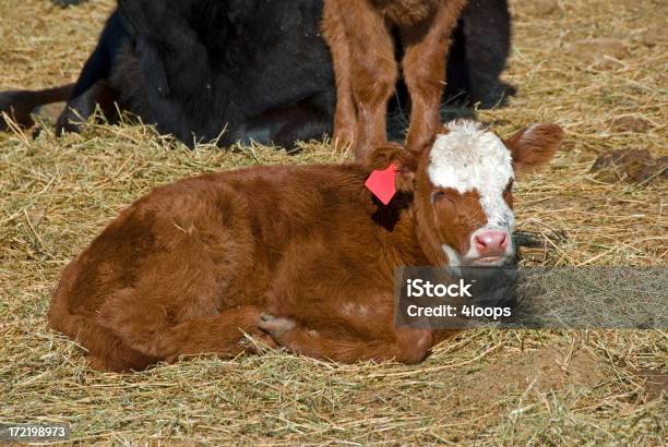 Foto de Panturrilha Confortável De e mais fotos de stock de Agricultura - Agricultura, América do Norte, Animal