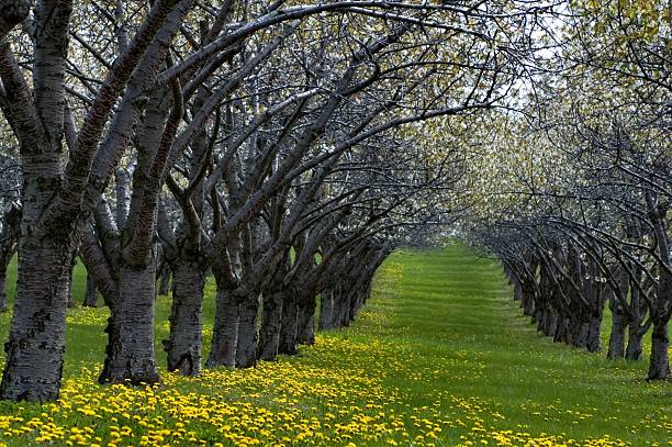 Rows of Blooming Cherry Trees and Dandelion stock photo