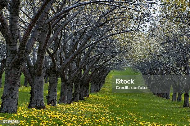 Rows Of Blooming Cherry Trees And Dandelion Stock Photo - Download Image Now - Traverse City, Nature, Orchard