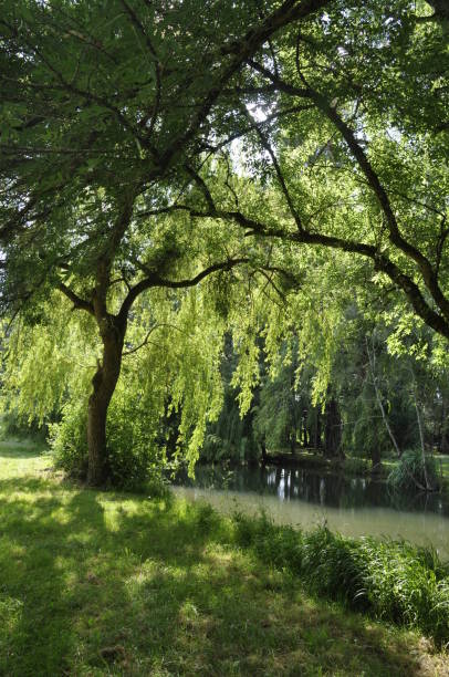 istock Willow on the edge of the Seugne in Jonzac 1721990298