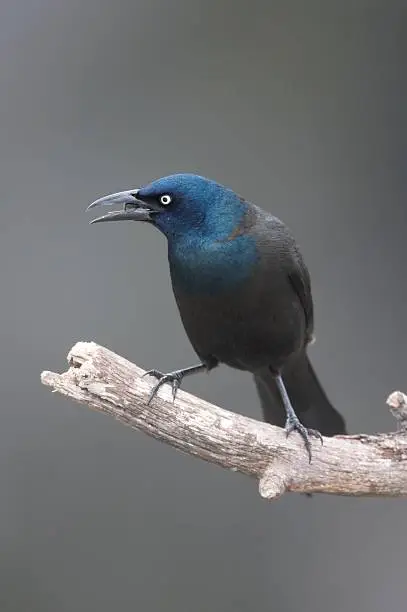 Photo of Common Grackle