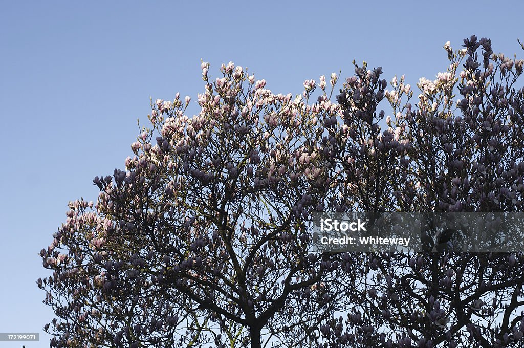 Tôt le matin de lumière haut moulant Arbre de magnolia - Photo de Arbre libre de droits