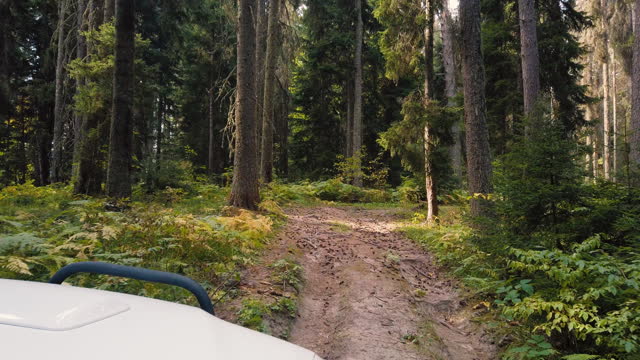 View from the off-road vehicle on the bad and tree-rooted road passing through the pine forest in the mountain, Overlanding on rocky road in national forest with slanted hood view