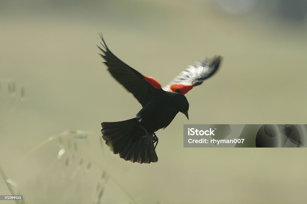 Redwing Blackbird - Стоковые фото Американский дрозд роялти-фри