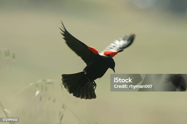 Redwing Blackbird — стоковые фотографии и другие картинки Американский дрозд - Американский дрозд, Горизонтальный, Движение