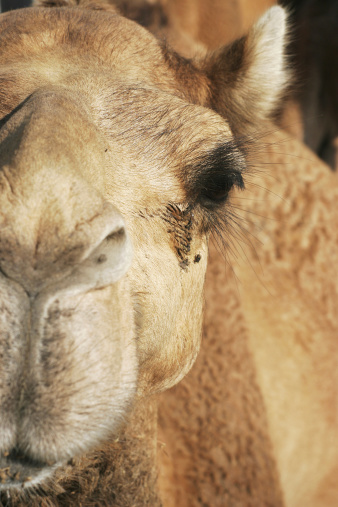 Tight shot of camel face with the eye in focus.  Click on a similar image below: