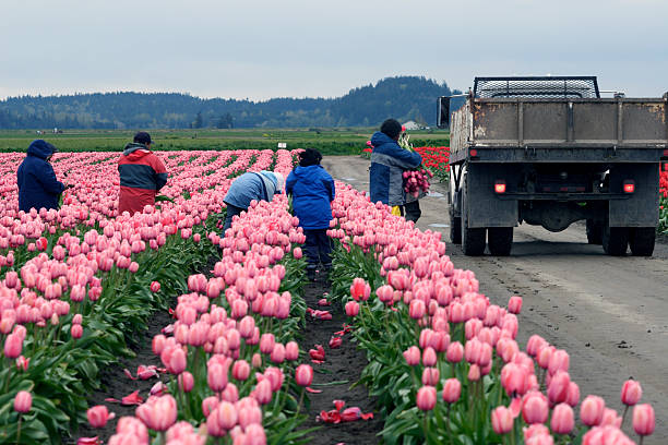 los trabajadores migrantes harvest tulipanes en condado de skagit - trabajador emigrante fotografías e imágenes de stock