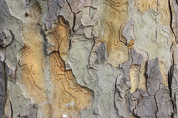 Platanaceae log, crust