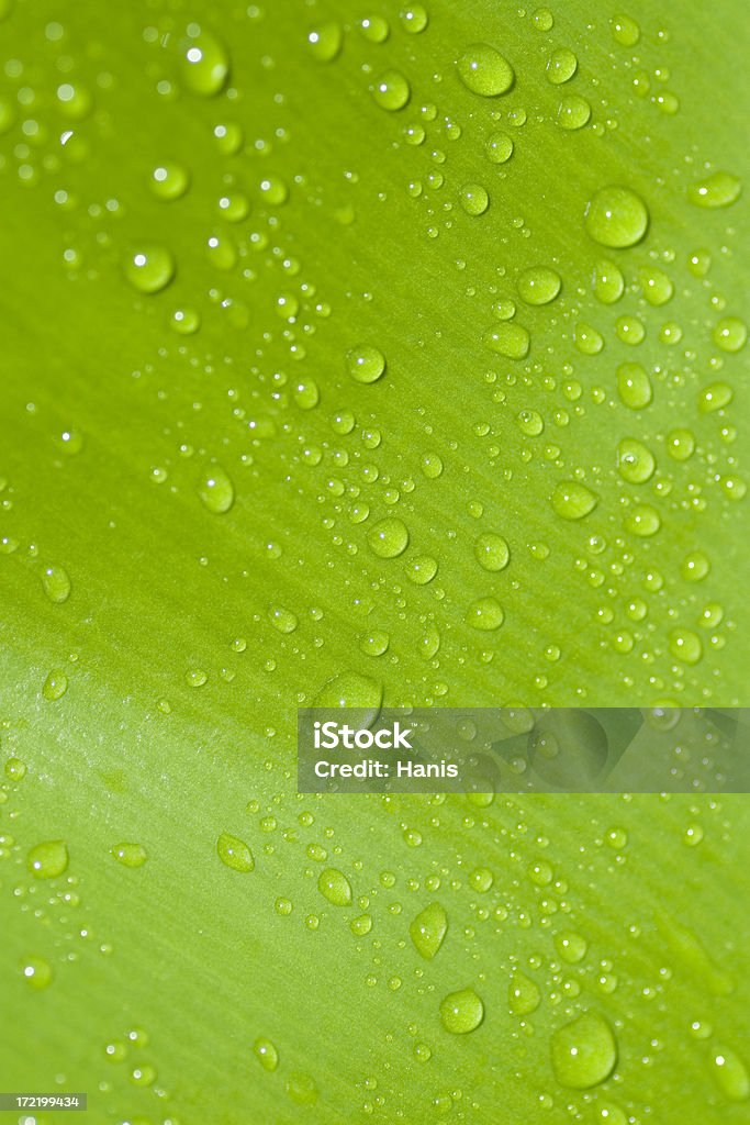 waterdrops Foglia verde - Foto stock royalty-free di Acqua