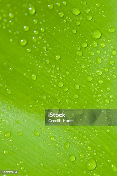 Zielony Liść Waterdrops - zdjęcia stockowe i więcej obrazów Bez ludzi - Bez ludzi, Bliskie zbliżenie, Czysty