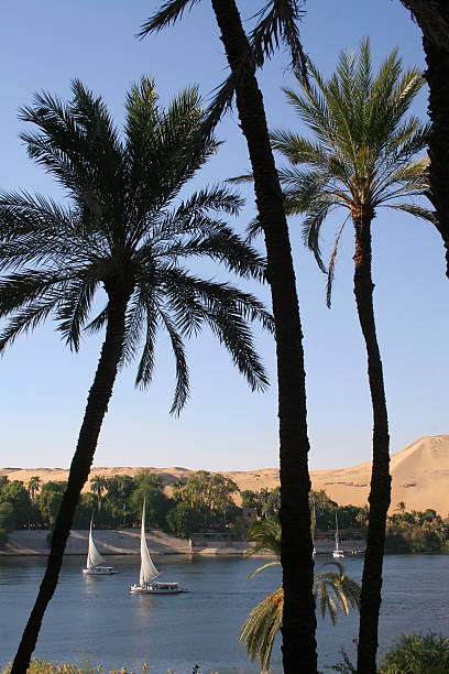 istock Palms and sail boats on the Nile, Aswan, Egypt 172199492