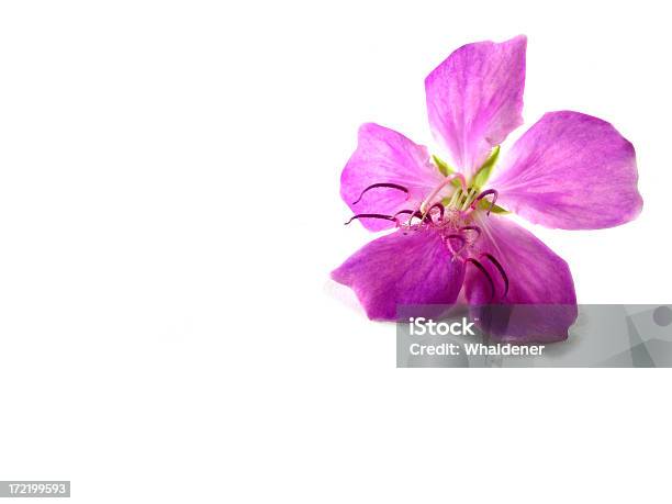Różowy Kwiat Tibouchina - zdjęcia stockowe i więcej obrazów Neutralne tło - Neutralne tło, Bez ludzi, Fotografika