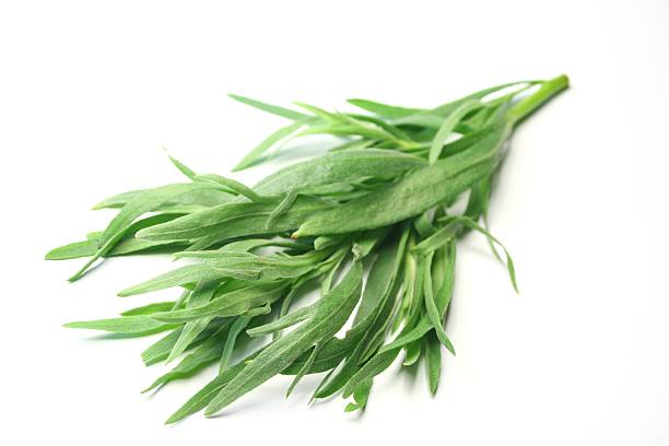 Tarragon fresh tarragon from the garden tarragon horizontal color image photography stock pictures, royalty-free photos & images