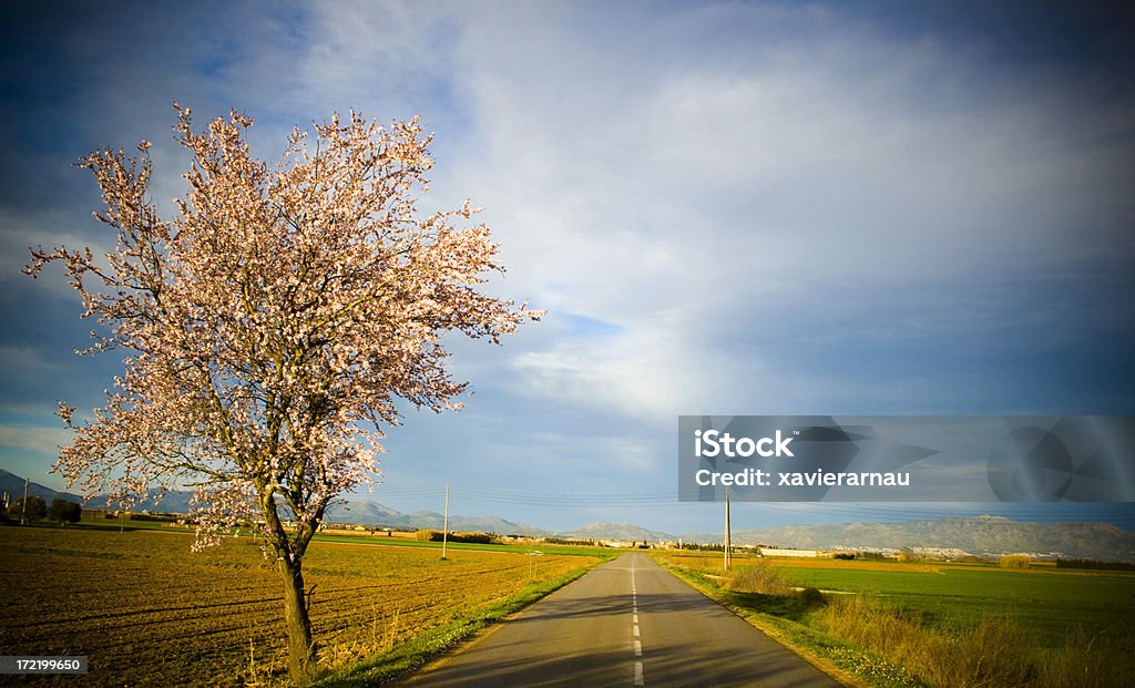 Mandelbaum road. - Lizenzfrei Baum Stock-Foto