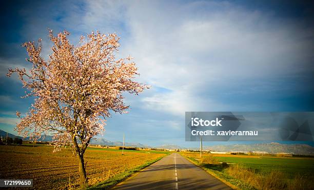 Mandelbaum Road Stockfoto und mehr Bilder von Baum - Baum, Blau, Blumenmuster